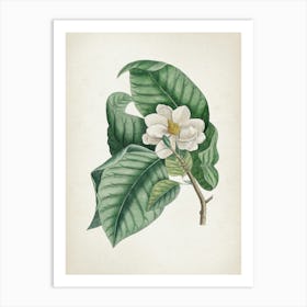 Vintage Catesby 2 Magnolia Parvus Art Print