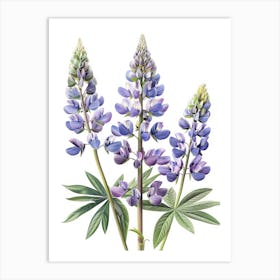 Lupine 1 Art Print