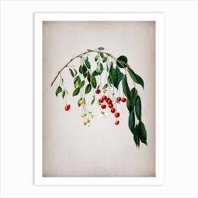 Vintage Visciola Cherries Botanical on Parchment Art Print