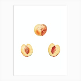 Vintage Nectarine Botanical Illustration on Pure White n.0525 Art Print