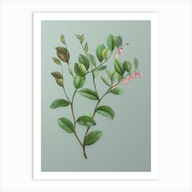 Vintage Andromeda Axillaris Bloom Botanical Art on Mint Green n.0814 Art Print