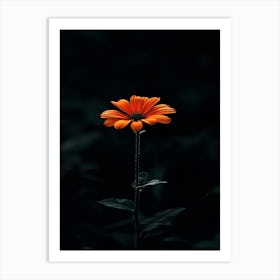 Single Flower 3 Art Print