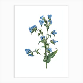 Vintage Commelina Tuberosa Botanical Illustration on Pure White n.0827 Art Print