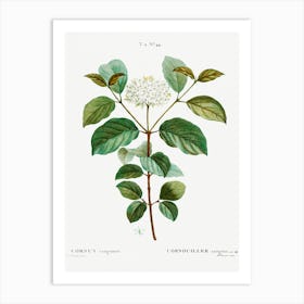 Common Dogwood, Pierre Joseph Redoute Art Print