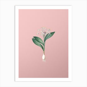 Vintage Pygmy Hyacinth Botanical on Soft Pink n.0944 Art Print