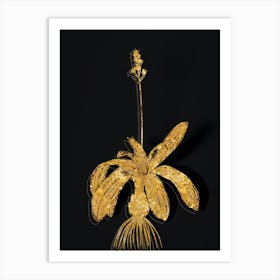 Vintage Scilla Lilio Hyacinthus Botanical in Gold on Black n.0597 Art Print