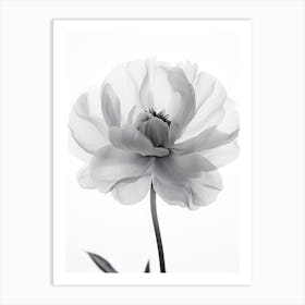 Black And White Peony Art Print