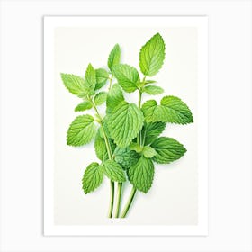 Lemon Balm Vintage Botanical Herbs 0 Art Print