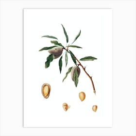 Vintage Almond Botanical Illustration on Pure White n.0418 Art Print