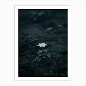 White Flower In The Dark 16 Art Print