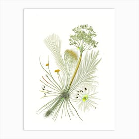 Fennel Seeds Spices And Herbs Pencil Illustration 6 Art Print