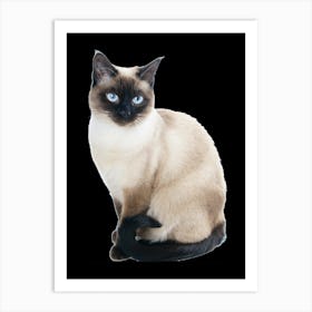 Siamese Cat Art Print