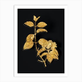 Vintage Black Haw Botanical in Gold on Black n.0032 Art Print