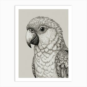 Parrot 21 Art Print