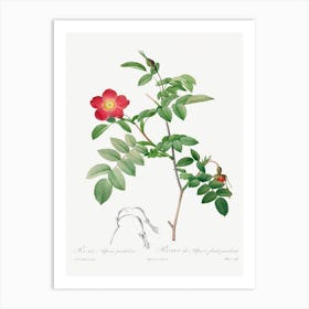 Rosa Alpina Pendulina, Pierre Joseph Redoute Art Print