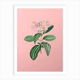 Vintage Starry Osbeckia Flower Botanical on Soft Pink n.0728 Art Print