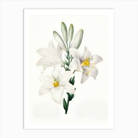 Madonna Lily Art Print