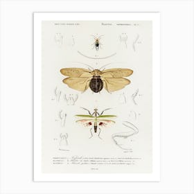 Different Types Of Insects, Charles Dessalines D' Orbigny, 1 Art Print