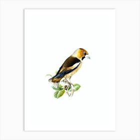 Vintage Hawfinch Bird Illustration on Pure White n.0114 Art Print