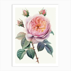 English Roses Painting Detailed Botanical 2 Art Print