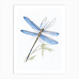 Blue Dasher Dragonfly Pencil Illustration 1 Art Print