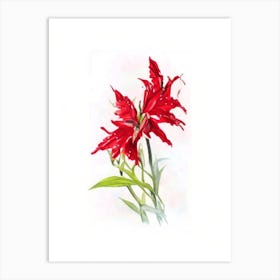 Cardinal Flower Wildflower Watercolour Art Print