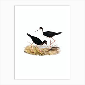Vintage New Zealand Stilt Bird Illustration on Pure White n.0277 Art Print