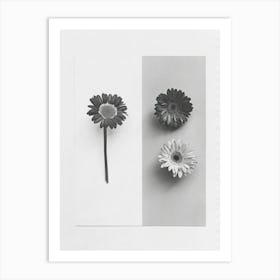 Gerbera Flower Photo Collage 1 Art Print