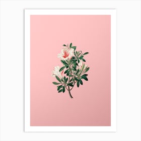 Vintage Variegated Chinese Azalea Botanical on Soft Pink Art Print