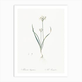 Three Cornered Leek Illustration From Les Liliacées (1805), Pierre Joseph Redoute Art Print