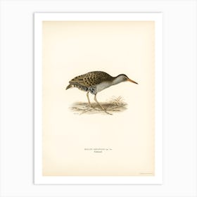 Water Rail, The Von Wright Brothers Art Print