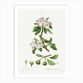 Almond Leaved Pear, Pierre Joseph Redoute Art Print