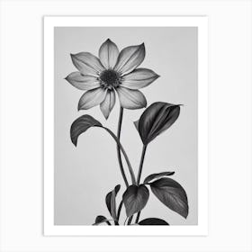 Statice B&W Pencil 1 Flower Art Print