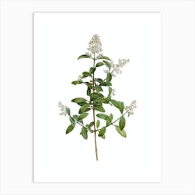 Vintage Wild Privet Botanical Illustration on Pure White n.0470 Art Print