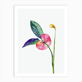 Anthurium Watercolour Flower Art Print