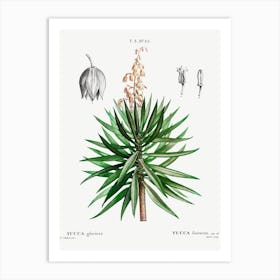 Spanish Dagger, Pierre Joseph Redoute Art Print