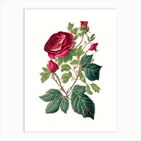 Wild Rose Wildflower Vintage Botanical 2 Art Print