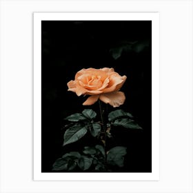 Peach Rose 34 Art Print