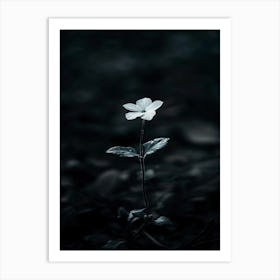 Flower In The Dark 77 Art Print