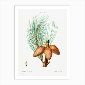 Pitch Pine, Pierre Joseph Redoute Art Print