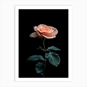 Pink Rose On Black Background 67 Art Print