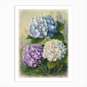 Hydrangeas Art Print