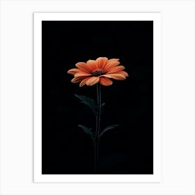 Gerbera Daisy 23 Art Print