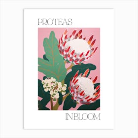 Proteas In Bloom Flowers Bold Illustration 1 Art Print