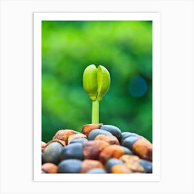 Seedling Of A Tree Art Print