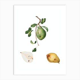 Vintage Pear Botanical Illustration on Pure White n.0665 Art Print