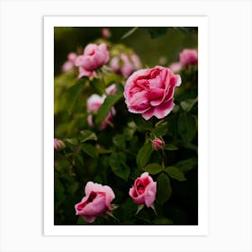 Pink Roses 2 Art Print