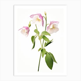 Pressed Wildflower Botanical Art Twinflower 1 Art Print