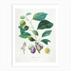 Botanic Collection Fruits Prune Art Prints Art Print