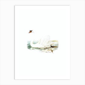 Vintage Mute Swan Male Bird Illustration on Pure White n.0135 Art Print